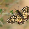 Pestrokřídlec západní - Zerynthia rumina - Spanish Festoon 5210